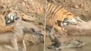 Viral Video: घात लगाए बाघिन ने पीछे से किया हिरण पर हमला, गर्दन दबोचकर पल भर में उतारा मौत के घाट